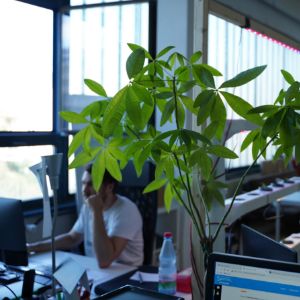 Helles Büro mit Pflanzen