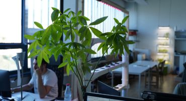 Helles Büro mit Pflanzen