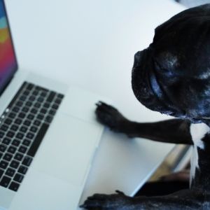 Bürohund/Good-Feel-Manager Gus versucht sich am Laptop anzumelden