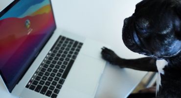 Bürohund/Good-Feel-Manager Gus versucht sich am Laptop anzumelden